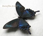 Green-blue Swallowtail Papilio Maackii Butterfly Framed Entomology Shadowbox