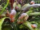 6 2 Pink Ramshorn Snails Live Freshwater Algae Cleanser  Peaceful Clean Up Crew
