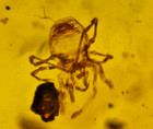 A101 Bu1696 Leaves Ricinulei Gnats In 6g Burmese Amber Burmite 99mya