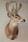 Whitetail Deer Head Shoulder Mount Taxidermy Cape Shed Antler Mule