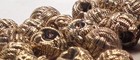 25 Vintage Antique Gold Faux Woven Shank Buttons Pendants Dangles 1 2 