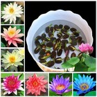 30 90pcsseeds Lotus Mix Flowerseed Hand Picked Aquatic Plants Water Garden Us-