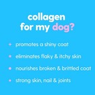 Skin And Coat Supplement For Dogs  Cats   Liquid Collagen For Dogs   Itch Rel   