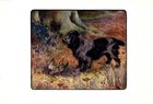 1906 Antique Cocker Spaniel Print Stokes Hunting Dog Art Illustration 7126b