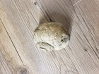 Snail Fossil-check It Out 