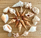 22 Piece Medley Of Beautiful Medium Sea Shells 2  To 3  Tall - Crafting