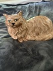Vintage Mcm Ceramic Persian Cat Statue Large 19     Life Size Sculpture Orange