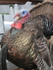Full Body Turkey Taxidermy Ground Log Mount Iridescent Large Size Farm Decor  1