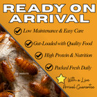 Tc Insects Live Red Runner Roaches Feeder Insects For Reptiles Amphibians   More