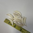 Lot Of 10 Assorted Coyote Fangs Teeth Goth Odd Craft Real Taxidermy Cleaned 3117