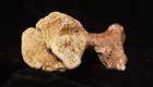 Natural Sea Ocean Coral Piece  Branch Type Approximately 5 5 
