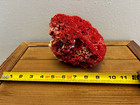 Large Natural Red Pipe Organ Coral Tubipora Musica Specimen Decor
