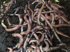 1 Lbs Live European Nightcrawlers  Compost Worms