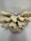 Large Dry White Cauliflower Cluster Coral 2 Lbs 6x4 Natural Aquarium Beach Decor