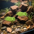 2 Pcs Fish Egg Collector Spawning Mops For Tank Scatterer Breeding