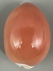 Callistocypraea Aurantium 91 5mm Near Gem Large Deep Orange Golden Cowrie