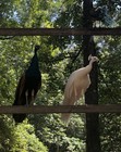 2 Albino White Natural Peacock Feathers Naturally Molted Peafowl 14-15    Long