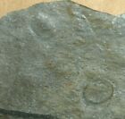 Ediacarian Age Fossils  Arctic Norway -slab With Aspidella Sp 