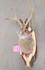 New Jackalope Mount taxidermy deer Mount antlers craft hunting art fishing gift