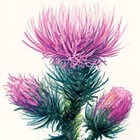 Strathmore 400 Series Watercolor Block  Cold Press  11 x15  11x15  White 