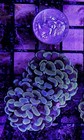 Wysiwyg 2 Head Yellow Gold Branching Hammer Coral Live Frag - Free Ship