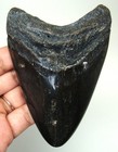 Megalodon Shark Tooth - 4 19 Inches - Real Fossil Shark Teeth - No Restorations