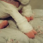Vtg Toys R Us Unicorn Giant Plush Stuffed Animal  26    Pink Animal Alley Nwt