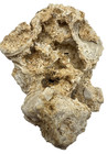 Soft-body Invertebrate Fossil   360   In   the   round Specimen   3d Relief   Medium