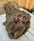 Rare Find  9  Petrified Fossil Wood Knot  burl Wood  Unbelievable Details