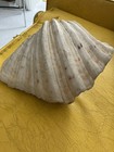 Horse Hoof Clamshell Matched Pair 8   x 5 5    Hippopus Bear Paw Fluted 3 Lbs Shell