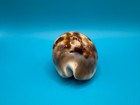 Cypraea Zoila Venusta 69 53mm