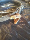 Vintage Taxidermy Snake Head Rattlesnake Belt Leather