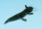 Kaiyodo Animatales Choco Q Normal Axolotl Mexican Salamander Figure Us Seller