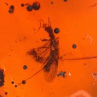 Snakefly In Burmese   Burmite Amber Fossil   100  Genuine Amber 