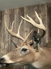 Whitetail Shoulder Mount Taxidermy