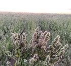   Premium Whole Catnip Buds For Cats   Organic  Usa-grown  Fresh   Potent   N   
