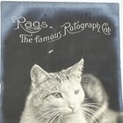 Rppc Rags The Famous Rotograph Cat 1906 Stamped And Posted 1909