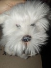 Russ Yomiko Classics Sheepdog 10  White Gray Plush Stuffed Animal