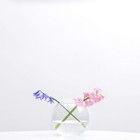 6 Inch Clear Glass Vase  4 Inch 5 Inch Height  Durable Terrarium Fish Bowl Decor