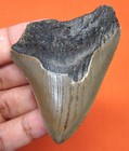 Megalodon Shark Tooth - Real Fossil - 2 46 Inches  Shark Teeth - No Restorations