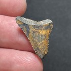 0 99  Fire-like Lightning Pattern Great White Fossil Shark Tooth Summerville  Sc