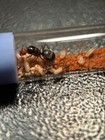 Cherry Headed Honeypot Ant Colony 5-10w  myrmecocystus Placodops  - Feeder