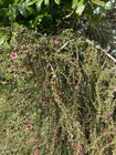 Weeping Manuka - Pink Flowers - 500 Seeds - Leptospermum Scoparium -from Nz