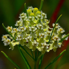Whorled Milkweed 50 Seeds   Native Pollinator Plant For Gardens   Wildlife