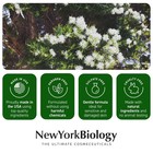 New York Biology Tea Tree Oil Foot Cream For Dry Cracked Feet  Athletes Foot  Na