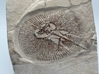 Lebanon Fossil  Cyclobatis-ray From Haqil  Upper Cretaceous  100 Million Years 