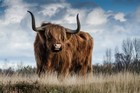 Artographie - Highland Bull - Art Print On Paper Or Canvas