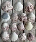 Lot Of 55 Mixed Natural Scallop Shells Mixed Colors White Pink Purple
