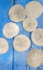 Oregon Coast Sand Dollars