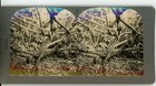 Eccentric Growth Cocoa Pod Dominica Bwi West Indies Keystone Stereoview